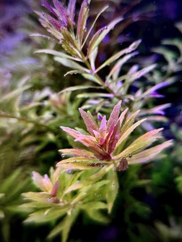 Limnophila aromatica Mini sadzonka w akwarium wybarwiona