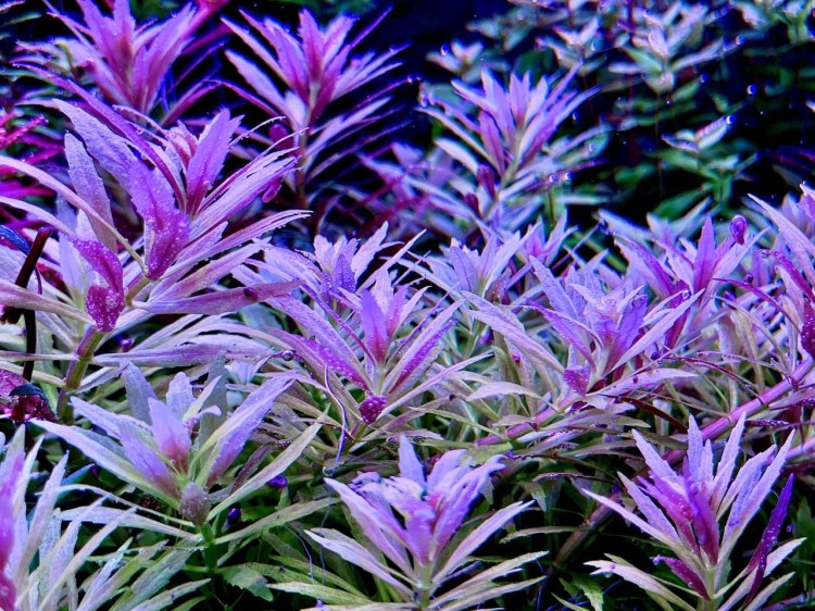 Limnophila aromatica Mini sadzonki w akwarium wybarwione pięknie na fiolet kępa SubElysium