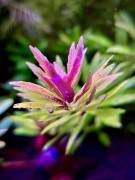 Limnophila aromatica Mini sadzonka zbliżenie SubElysium