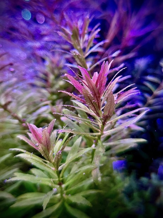 Limnophila aromatica Mini sadzonki w akwarium SubElsyium