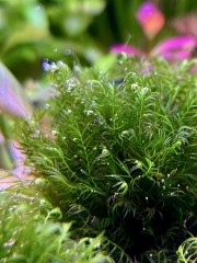 fissidens fontanus phoenix moss  w akwarium