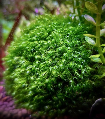 fissidens fontanus phoenix moss  w akwarium piękna kępa
