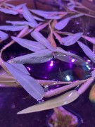 Hygoryza aristata na powierzchni wody wybarwiona widok z góry SubElysium