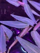 Hygoryza aristata na powierzchni wody liście z bliska SubElysium