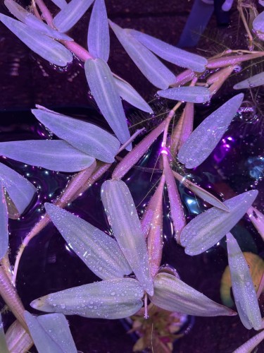 Hygoryza aristata na powierzchni wody wybarwiona SubElysium