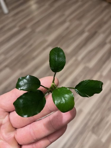 Anubias Nana SubElysium