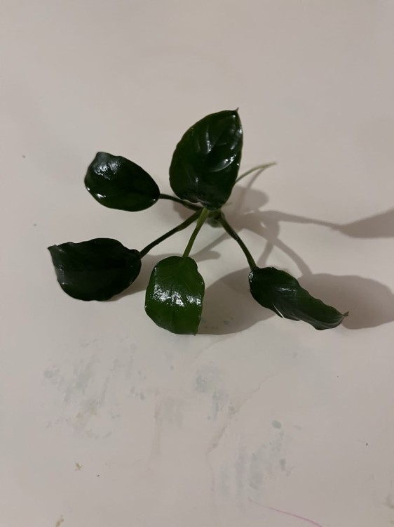 Anubias Nana leżący 5 listków SubElysium