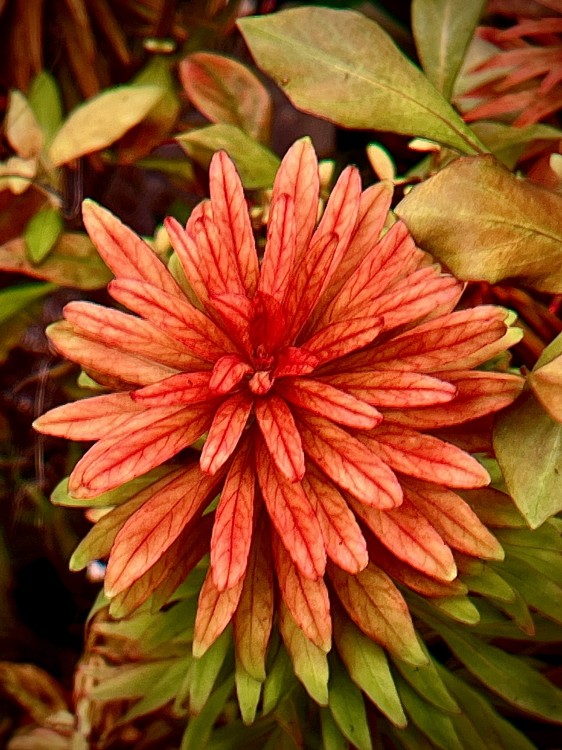 Ludwigia inclinata Meta sadzonka w akwarium widok z góry SubElysium