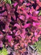 Bacopa Salzmannii Purple  kępa widok z góry SubElysium