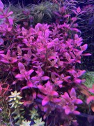 Bacopa Salzmannii Purple aranżacja w akwarium kępa SubElysium