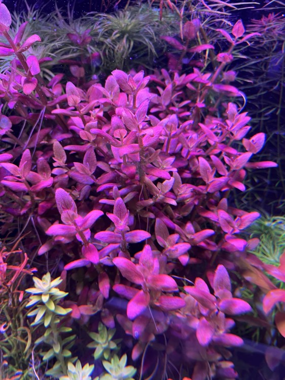 Bacopa Salzmannii Purple aranżacja w akwarium kępa SubElysium