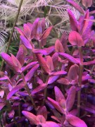 Bacopa Salzmannii Purple piękna w akwarium SubElysium
