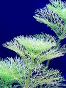 Limnophila Aquatica pierzaste liście SubElysium