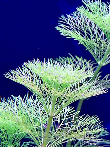 Limnophila Aquatica pierzaste liście SubElysium