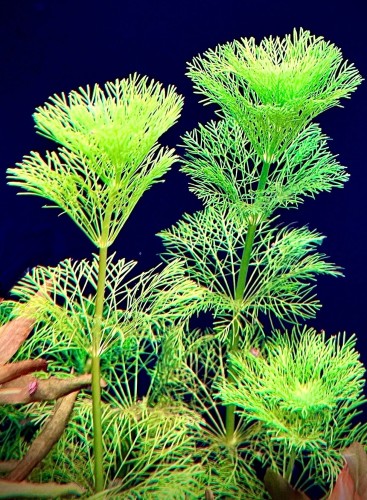 Limnophila Aquatica w akwarium sadzonki SubElysium