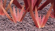 Xyris sp. Red młode sadzonki SubElysium