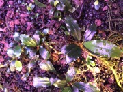 Bucephalandra sp. Super Blue sadzonk z bliska widok z góry SubElysium