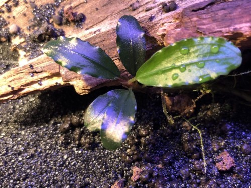 Bucephalandra sp. Super Blue sadzonka przy korzeniu
