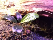 Bucephalandra sp. Super Blue zbliżenie liści z niebieskim połyskiem SubElysium
