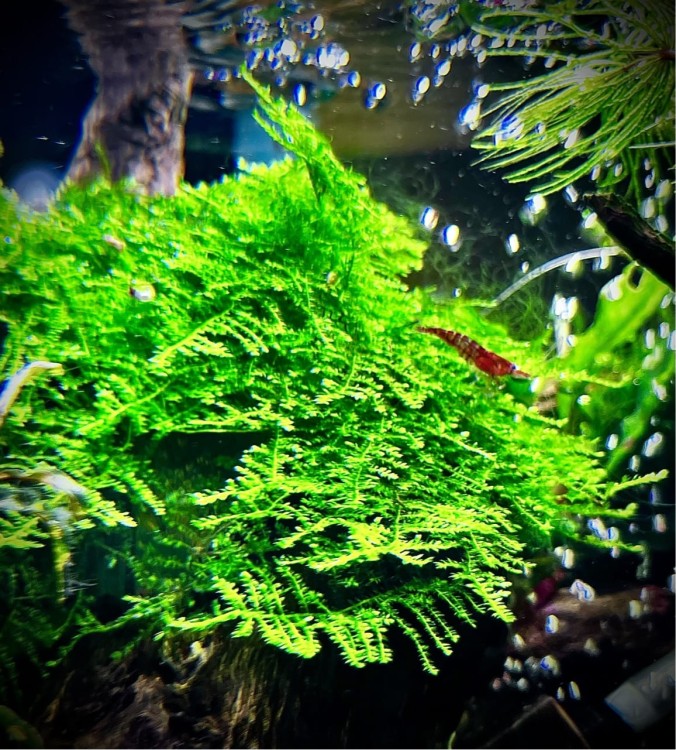 Christmas Moss gęsta kępa w akwarium SubElysium