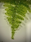 Christmas Moss gałązka przypominająca choinkę SubElysium