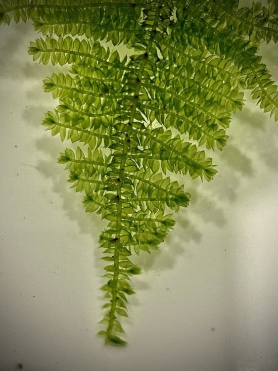 Christmas Moss gałązka przypominająca choinkę SubElysium