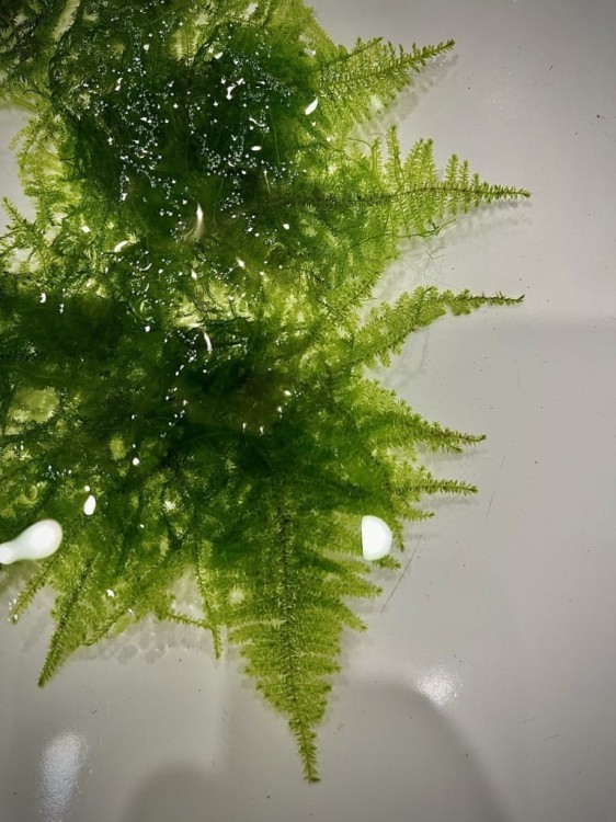 Christmas Moss sadzonki mchu SubElysium