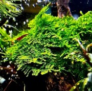 Christmas Moss na korzeniu w akwarium kępa SubElysium