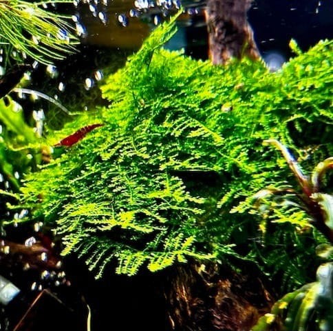 Christmas Moss na korzeniu w akwarium kępa SubElysium