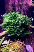 Christmas Moss na korzeniu w akwarium gęsta kępa w aranżacji SubElysium