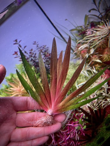 Xyris sp. Red duża sadzonka na dłoni SubElysium
