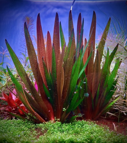 Xyris sp. Red duża sadzonka w akwarium SubElysium