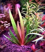 Xyris sp. Red sadzonka z bliska w akwarium SubElysium