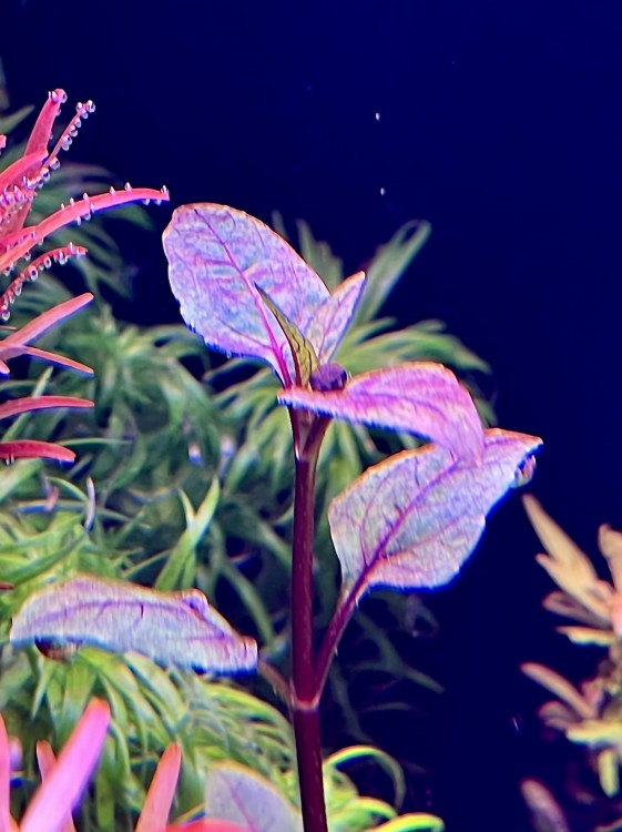 Acmella repens pojedynczy pęd sadzonka SubElysium