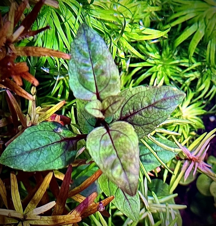 Acmella repens wybarwiony pęd z bliska wybarwione nerwy piękna SubElysium