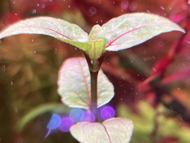 Acmella repens pojedynczy pęd w akwarium purpurowe nerwy SubElysium