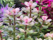 Ammania Bonsai w akwarium kępa wybarwiona zielono purpurowa w akwarium SubElysium