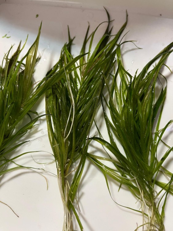 Blyxa japonica sadzonki SubElysium