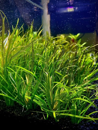 Blyxa japonica w akwarium na pierwszym planie SubElysium