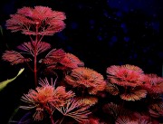 Cabomba sp. Red gęste łodygi na ciemnym tle SubElysium