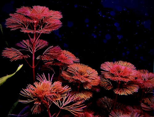 Cabomba sp. Red gęste łodygi na ciemnym tle SubElysium