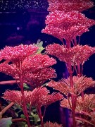 Cabomba sp. Red gęste łodygi na ciemnym tle SubElysium