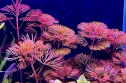 Cabomba sp. Red gęste łodygi na ciemnym tle