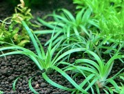 eriocaulon goias w akwarium sadzonki spiralnie ułożone liście