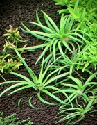 eriocaulon goias w akwarium sadzonki