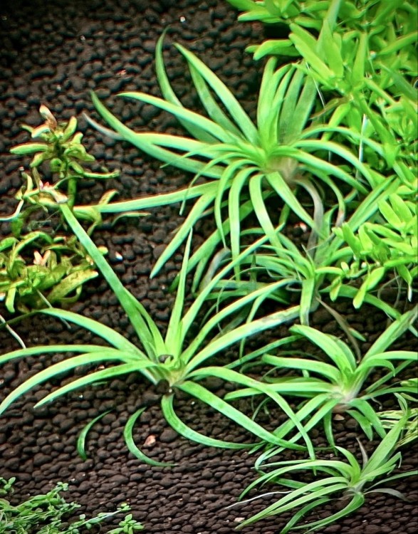 eriocaulon goias w akwarium sadzonki