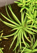eriocaulon goias w akwarium sadzonki widok z góry