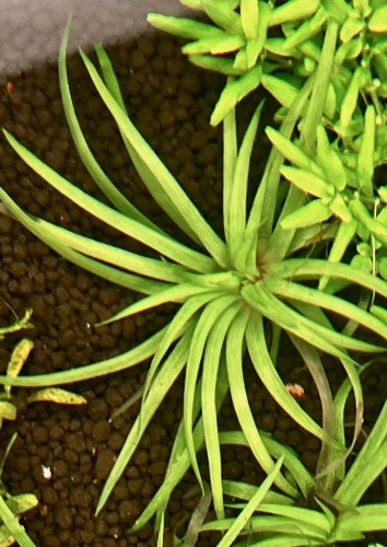 eriocaulon goias w akwarium sadzonki widok z góry