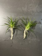 eriocaulon parkeri dwie podwojne sadzonki leżące