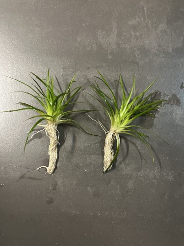 eriocaulon parkeri dwie podwojne sadzonki leżące